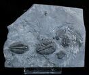 Elrathia Multiple Trilobite Plate #3471-1